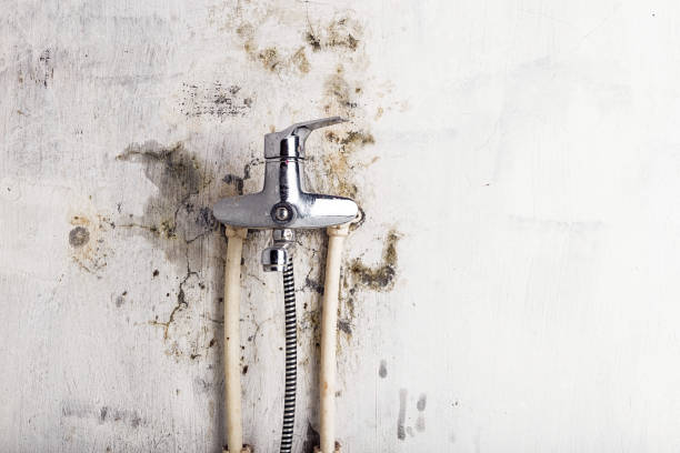 Best Black Mold Remediation in Glasco, NY