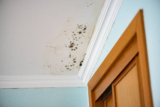 Best Post-Flood Mold Remediation in Glasco, NY