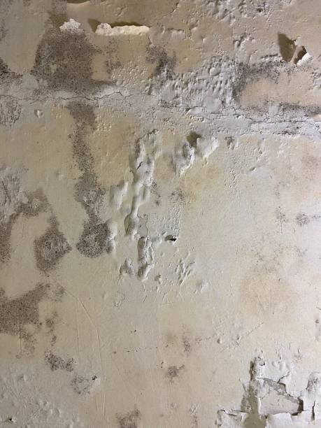 Best Commercial Mold Remediation in Glasco, NY
