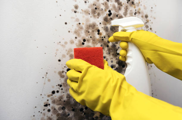 Best HVAC Mold Remediation in Glasco, NY