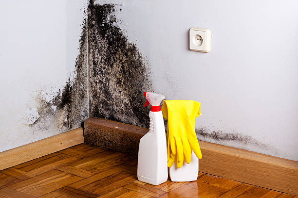 Best DIY Mold Remediation Support Services in Glasco, NY
