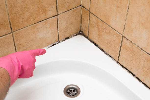 Best Emergency Mold Remediation in Glasco, NY